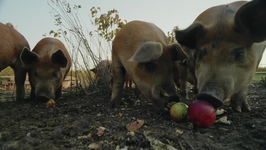 A group of brown pigs forage for apples in a muddy field