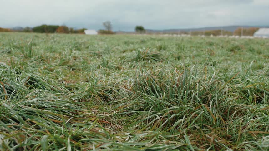 Landscape of a field with greenish grass