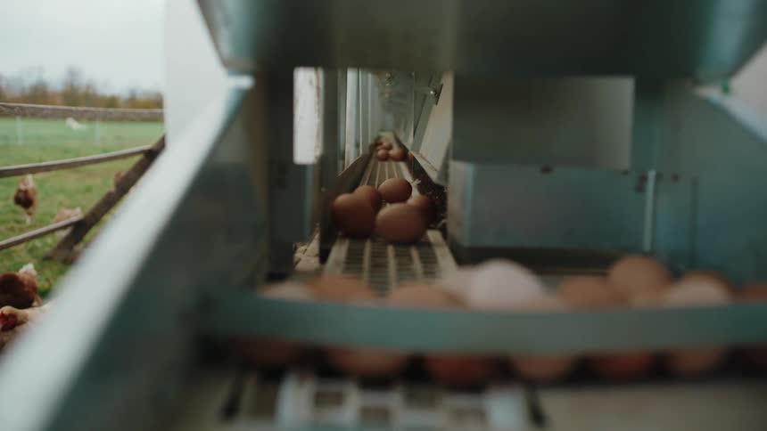 The eggs move down the conveyor belt on the machine