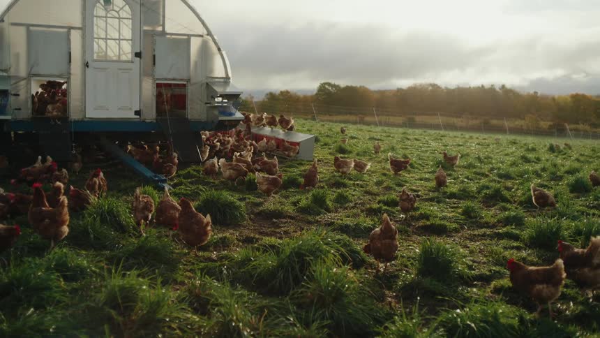 A group of chickens is roaming around a grassy field near a mobile chicken coop
