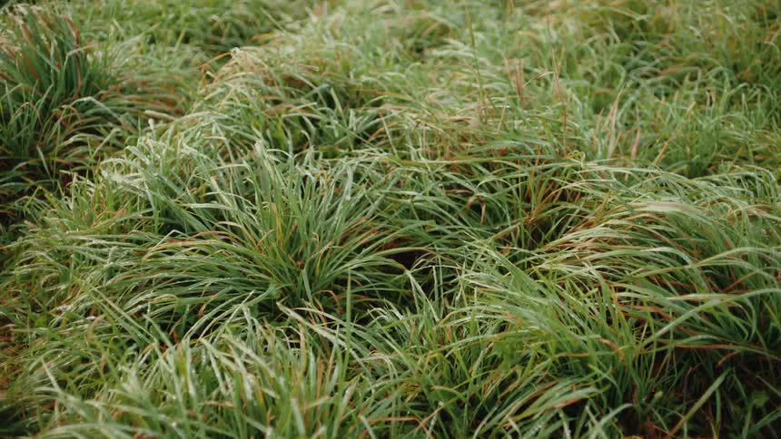 A lush green field of tall grass shimmers with morning dew creating a glistening texture