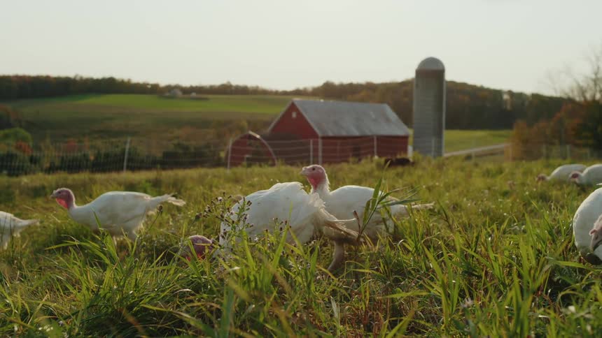 A group of chickens walk through the grass