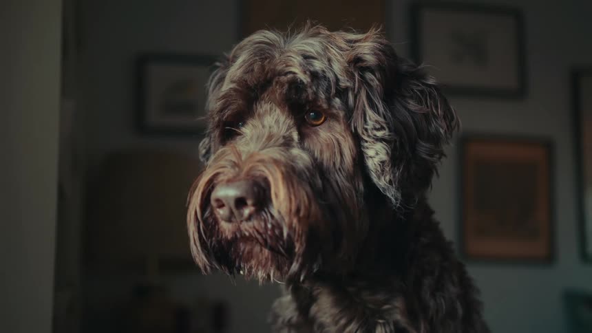 A dog sees something outside, turning its head looking through the window