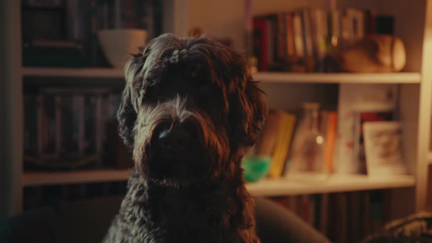 Dog sitting in cozy home