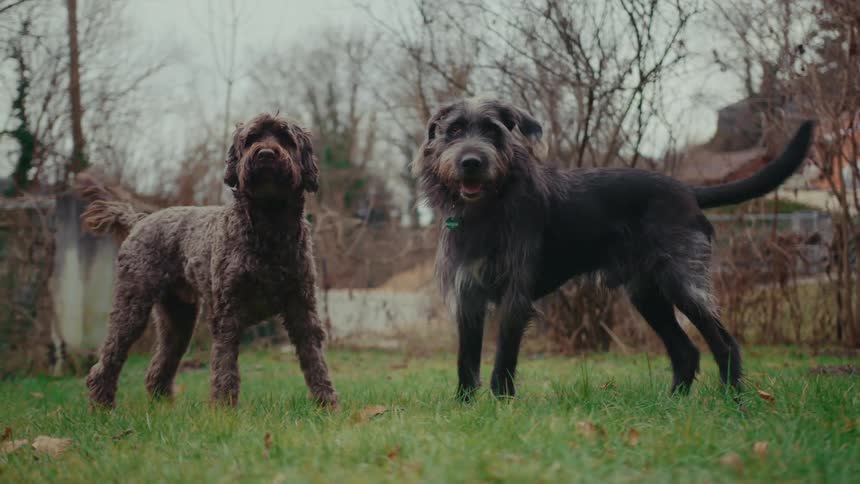 The two dogs playing and running in the green grass outside