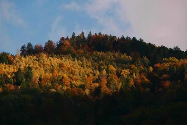 A hillside is ablaze with color as the leaves of the trees turn shades of gold orange and red in the autumn sunlight