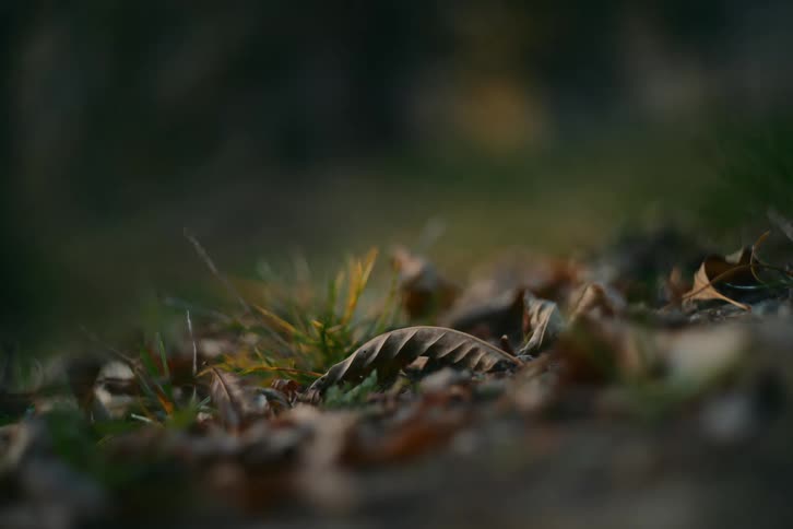 A focus shot of some dead leaves on the ground