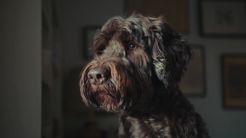 Dog is looking out of a window and reacting to something