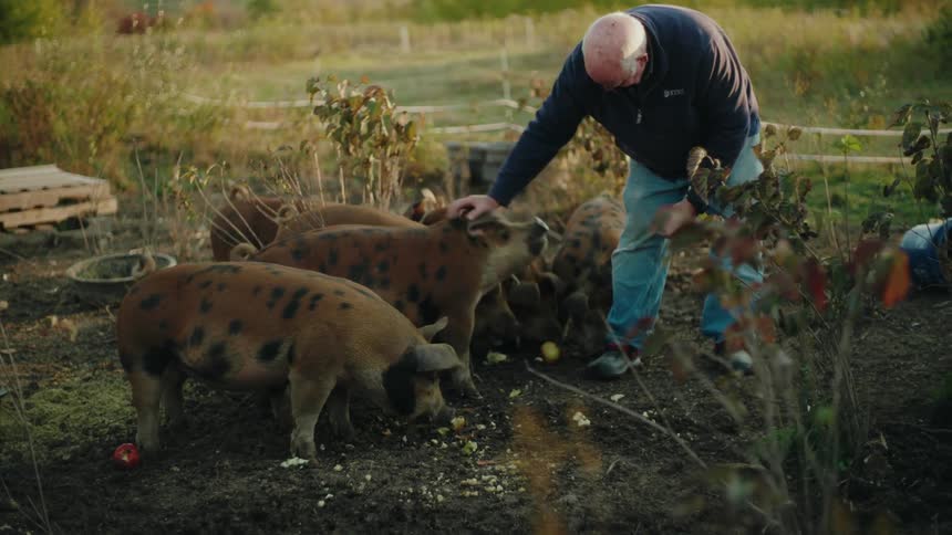 A clip of a man feeding pigs