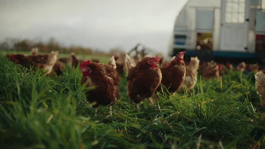 A flock of hens pecks at the ground in a lush green pasture with a mobile coop visible in the background
