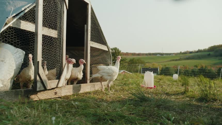 Turkeys walk around a coop on a farm