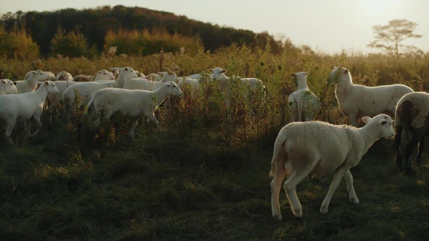 A flock of sheep grazes in a field of tall grass and wildflowers during sunset