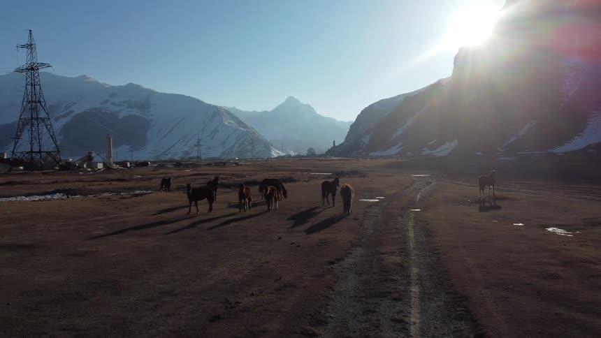 A herd of horses grazes in a barren landscape with snow capped mountains in the distance