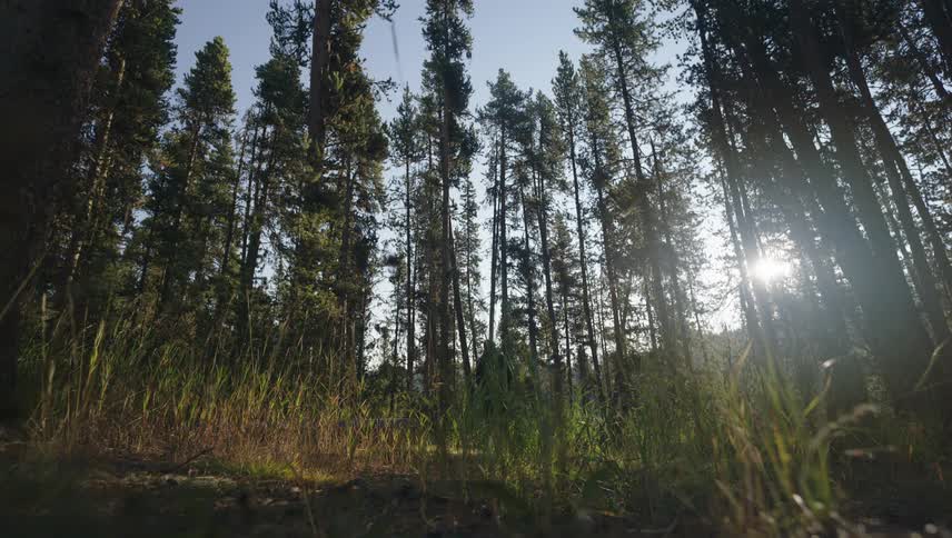 A person walking on a bush path in the middle of a forest with tall trees and a blue sky with a strong sunbeam
