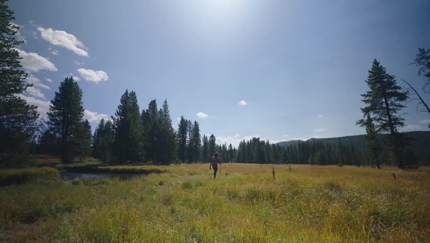 A male hiker walks through a forested meadow beside a stream on a sunny summer day