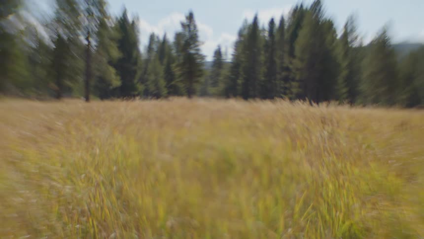Grass in a field outside of the forest moves in the breeze