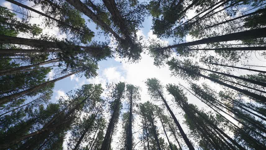 A skyward view reveals a canopy of tall slender trees reaching towards a bright blue sky dotted with fluffy white clouds