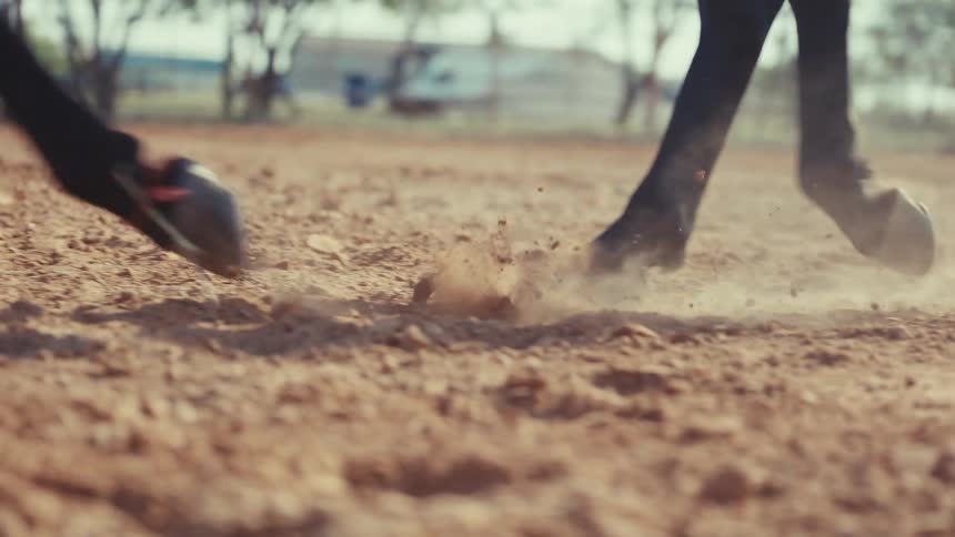 Two horses galloping and kicking up dirt on the ranch