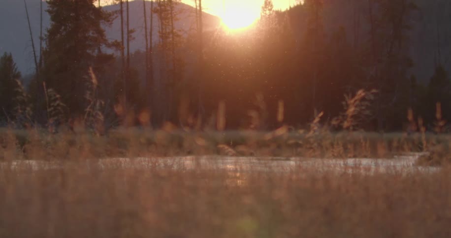 A scenic sunset over a tranquil river with tall trees and silhouetted mountains