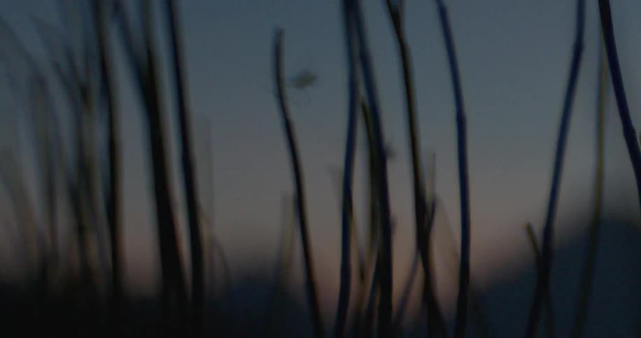 A close up clip of a plant