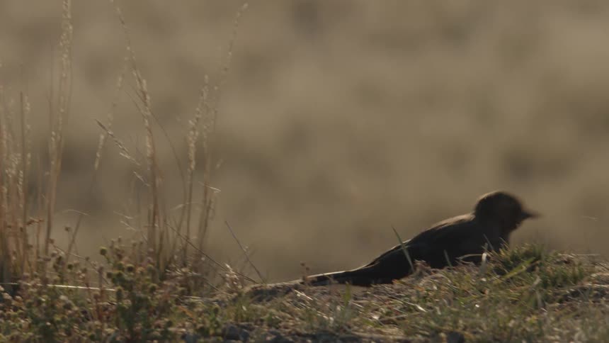 A bird walks around on dirt and grass