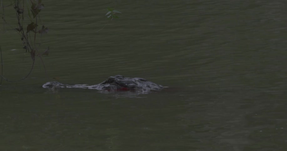 An alligator is lurking in murky waters