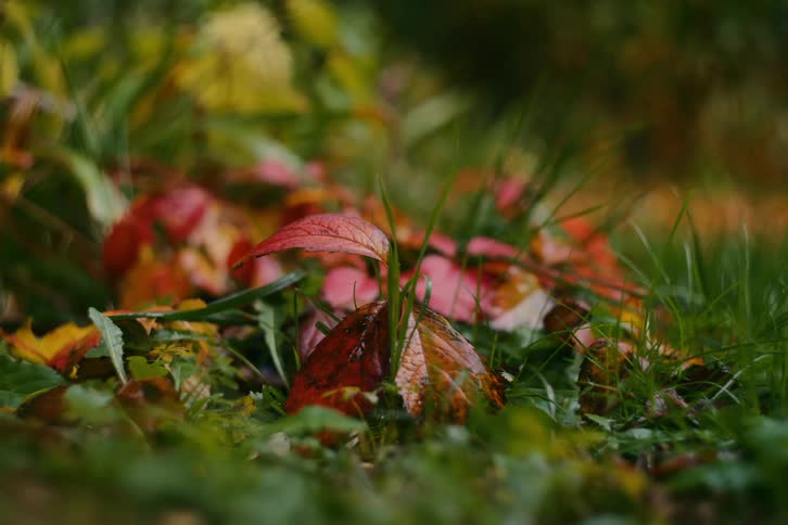 A small plant with reddish leaves next to green grass