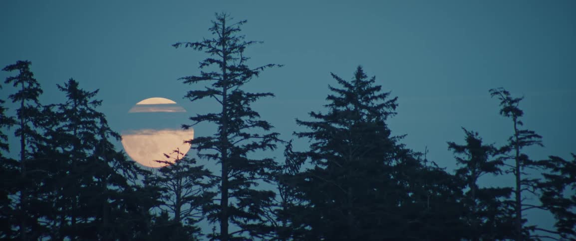 A large bright moon is partially obscured by thin clouds and framed by the silhouettes of tall dark evergreen trees against a dusky blue sky