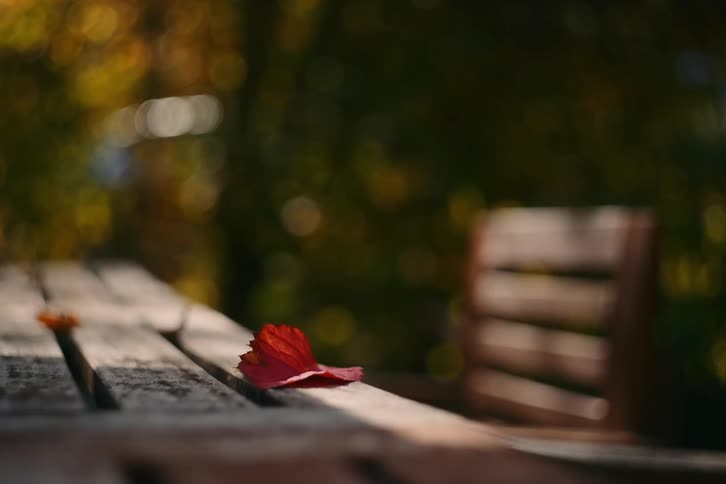 A lone red leaf rests on a wooden bench