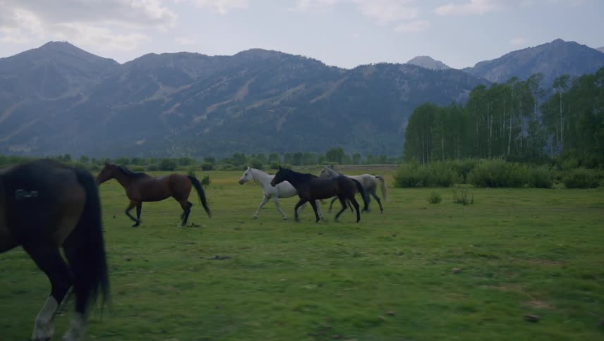 A herd of horses gallop through a field