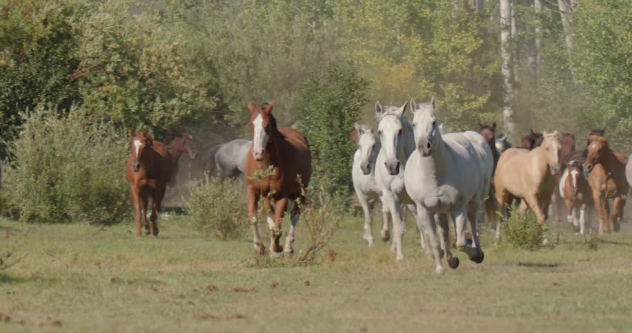 A group of horses including some with white coats gallops across a field kicking up dust as they run