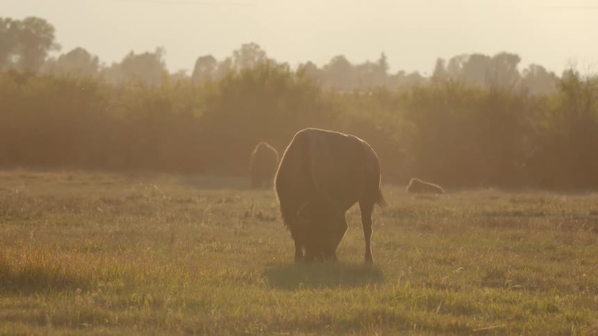 A bull grazes in the pasture