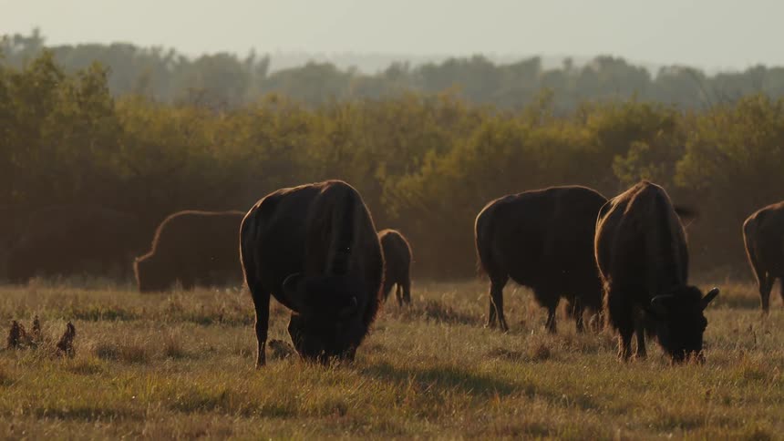 A herd of cattle gazing