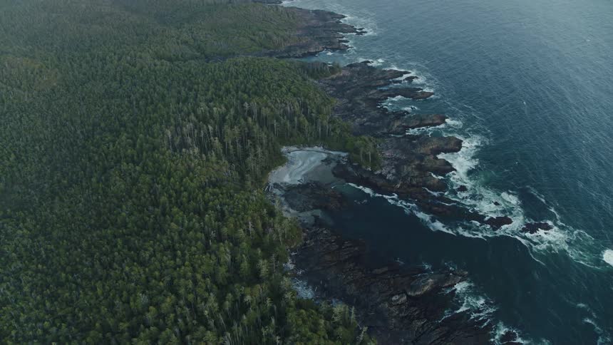 An aerial view of a rugged coastline with a dense forest meeting the crashing waves of the ocean