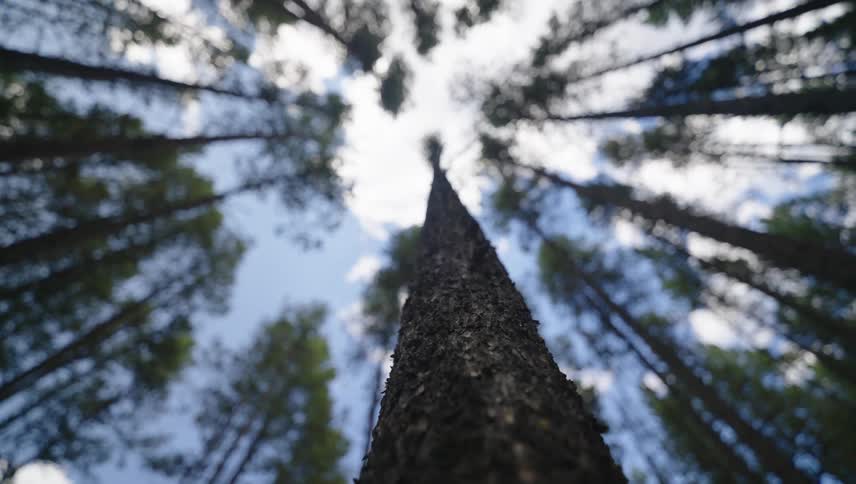 Large trees stand tall in a wooded forest during daytime