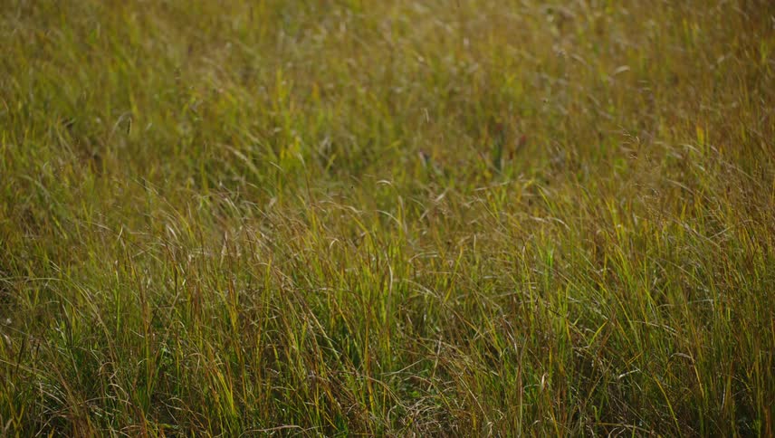 Wind blows the green grass