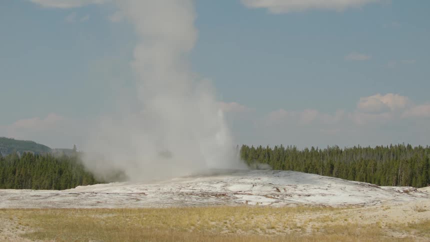 A geyser is erupting shooting a tall column of water and steam into the air against next to a forest