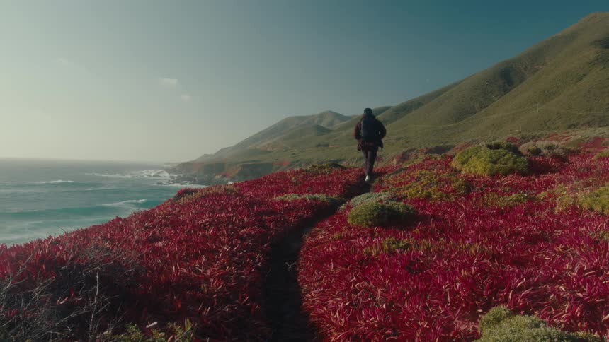 A hiker walks along a coastal trail containing bright pink flowers on a sunny day
