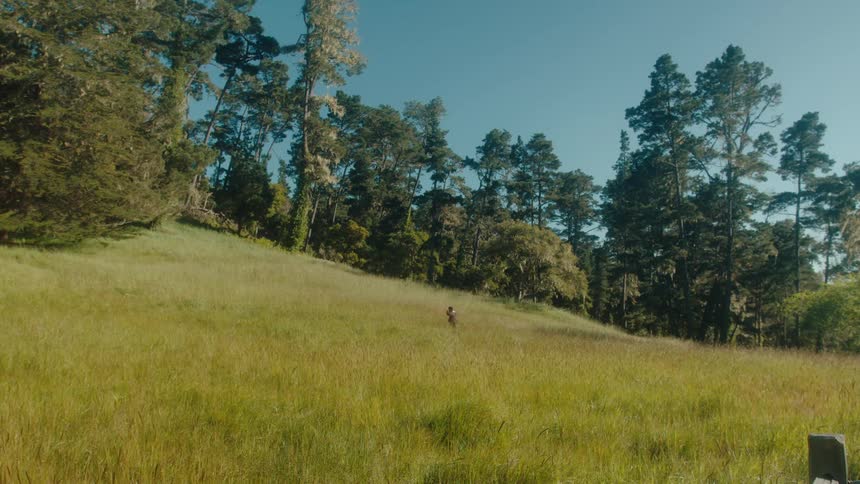 A lone figure traverses a field of tall grass near a tree line under a blue sky