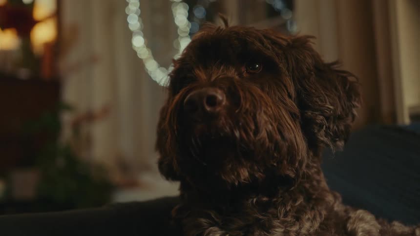The face of a dog with thick brown fur looking forward