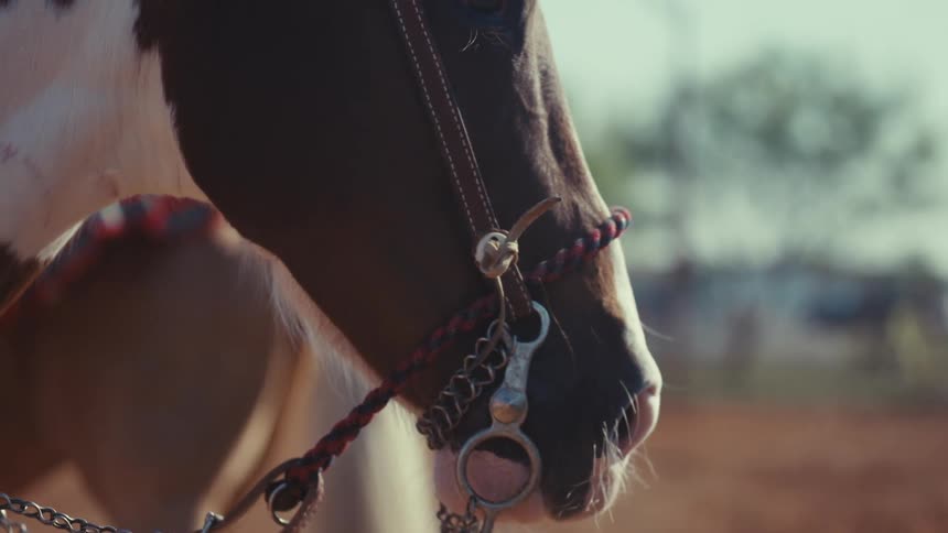 A closeup of a horses head with a bridle