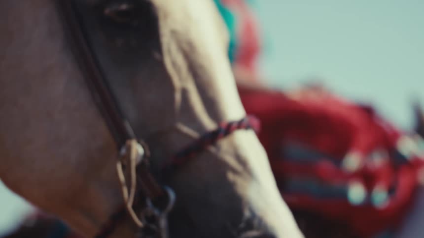 The head of a light colored horse wearing a halter with a red rope and metal rings