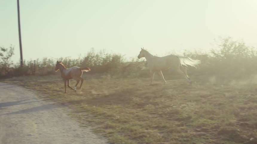 A few horses run into a road
