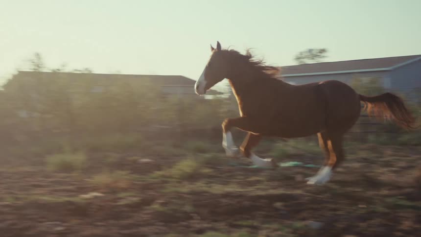 A horse is running out of a rustic weathered barn situated in a grassy rural area