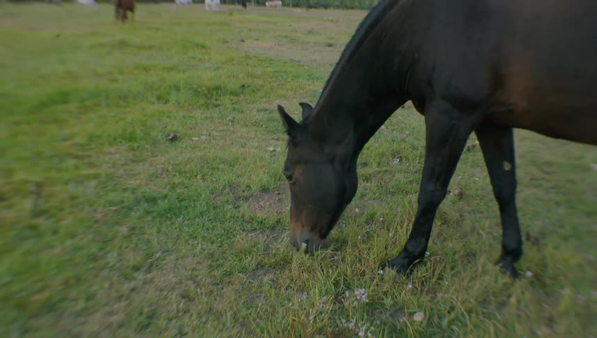 A large black haired horse feeding on green grass on the ground