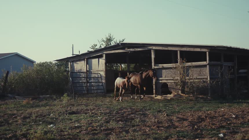 A horse and a pony trot out of a stable