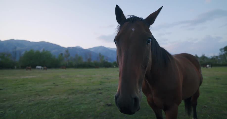 Horse walking through grassland near the mountains