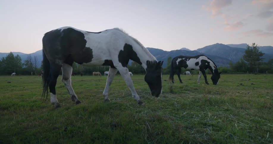 A footage of horses feeding