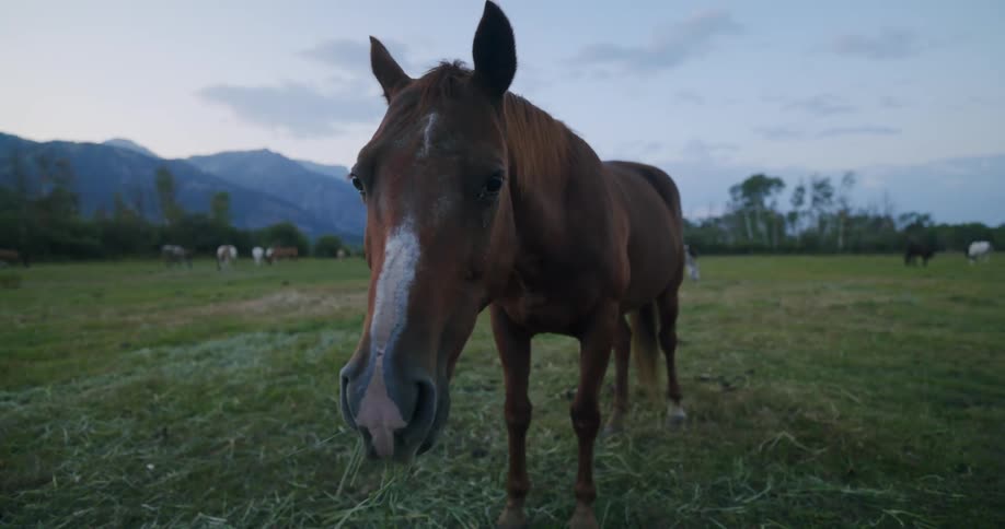 A brown horse grazing in a field with mountains in the background