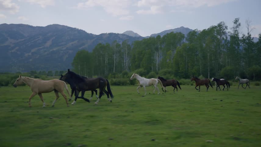 A group of horses is running across a grassy field with a backdrop of trees and mountains